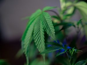 Cannabis stems