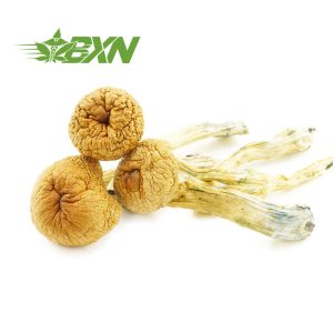 Buy Mushroom - Blue Meanies at BudExpressNOW Online Shop