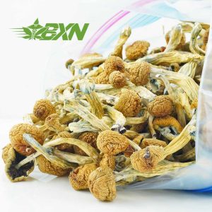 Buy Mushroom - Blue Meanies at BudExpressNOW Online Shop