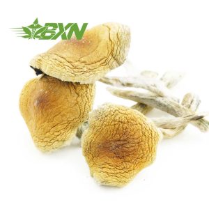 Buy Mushroom - Jedi Mind Fuck at BudExpressNOW Online Shop
