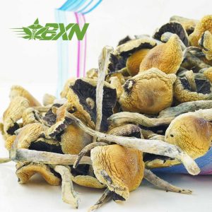 Buy Mushroom - Jedi Mind Fuck at BudExpressNOW Online Shop