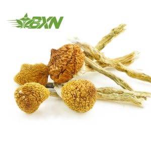 Buy Mushroom - Penis Envy #6 at BudExpressNOW Online Shop