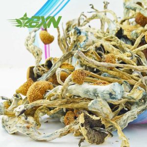 Buy Mushroom - Penis Envy #6 at BudExpressNOW Online Shop