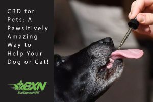 cbd for pets