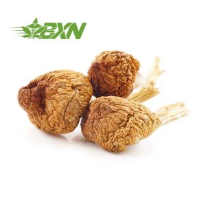 Buy Mushroom - Daddy Long Legs at BudExpressNOW Online Shop