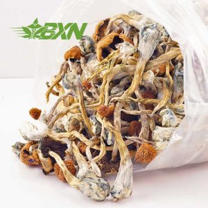 Buy Mushroom - Daddy Long Legs at BudExpressNOW Online Shop