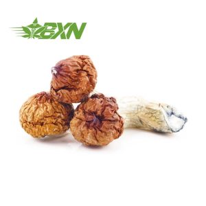 Buy Mushroom - Texas Penis Envy at BudExpressNOW Online Shop