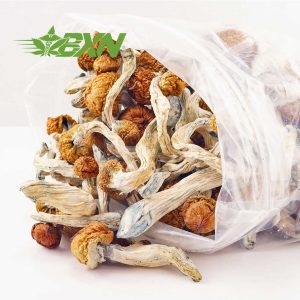 Buy Mushroom - Texas Penis Envy at BudExpressNOW Online Shop