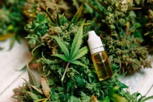 Buy sativa weed online in Canada. Explore the best sativa strains from trusted online dispensaries & discover the best options for your needs. 