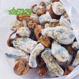 Buy Mushroom - Code Blue at BudExpressNOW Online Shop