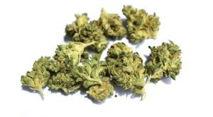 Looking to buy cheap bud online in Canada? Discover how to buy quality weed cheaply with tips on not compromising quality and safety.