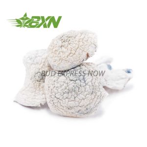 Buy Mushroom - Albino Jedimindfuck at BudExpressNOW Online Shop