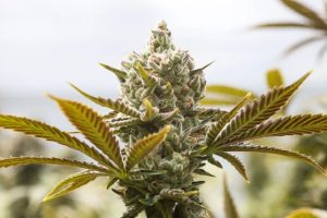 Explore Canada's best discount cannabis that's flavourful & cheap. Click here to discover our top 6 picks for the quality discounted weed!