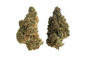 Curious about BC Bud? Discover what makes it stand out—from expert growers to exceptional quality & why it’s loved by cannabis enthusiasts.