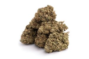 Gone are the days when people had to worry about the price of weed. Buy cheap bud online today at BXN and save money for other expenses.