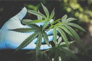 Shopping for weed is now easier than ever before. Visit BXN, pick what you want, pay for it & you got it. Buy from online cannabis shop.